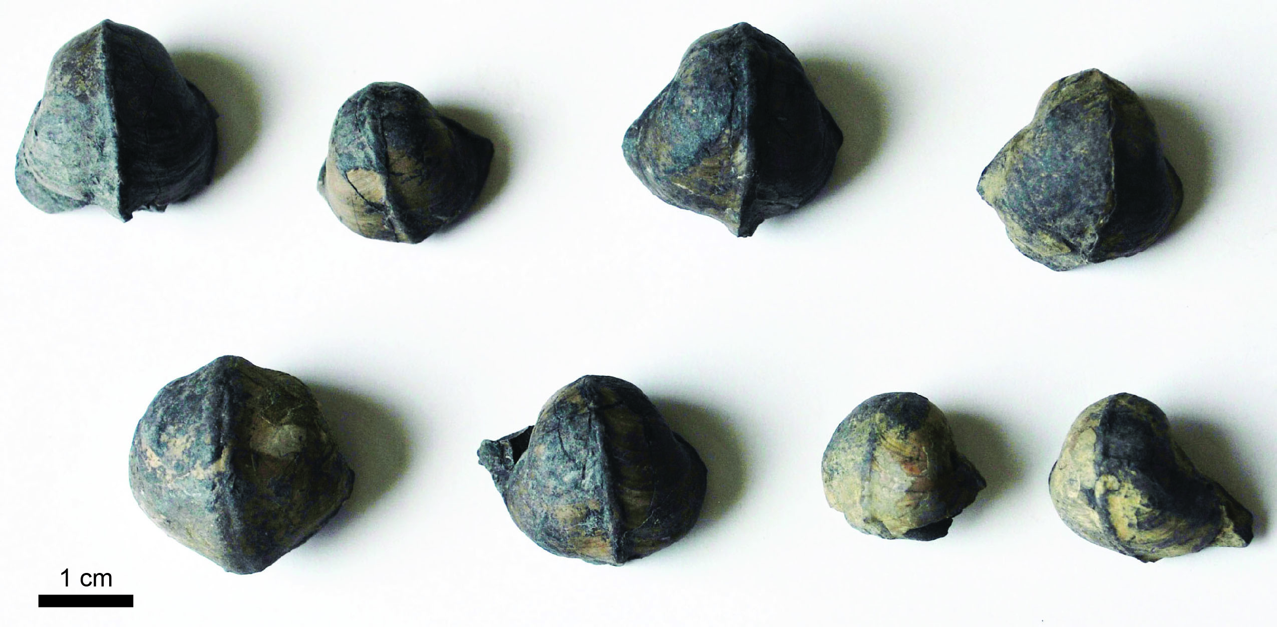 Examples of Bellerophon (Pharkidonotus). Top (dorsal) views from the Middle Pennsylvanian Kendrick Shale Member in Floyd County, Kentucky.